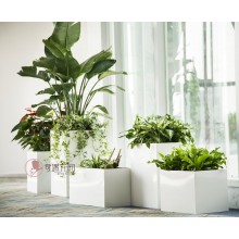 專注室內(nèi)綠植服務(wù)8年，綠植租賃，免費(fèi)養(yǎng)護(hù)，一站式商務(wù)空間